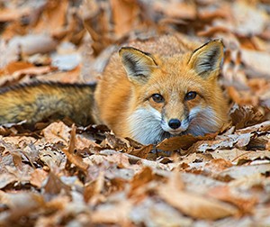 5 bonnes raisons de partir à l'automne