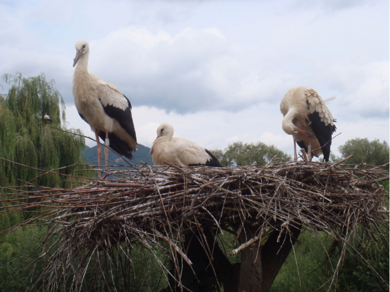 Plumes & Becs crochus 